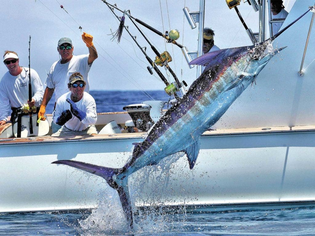 A crew of anglers pull a leaping marlin boatside.