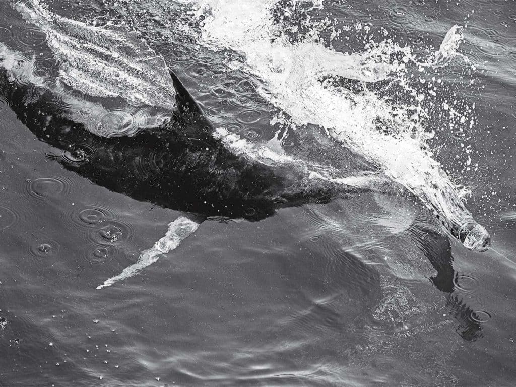 a black and white image of a billfish caught on the leader.