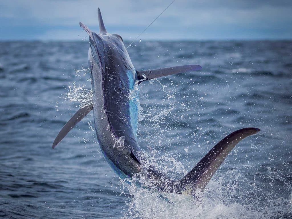 A billfish jumping out of the water on the leader.