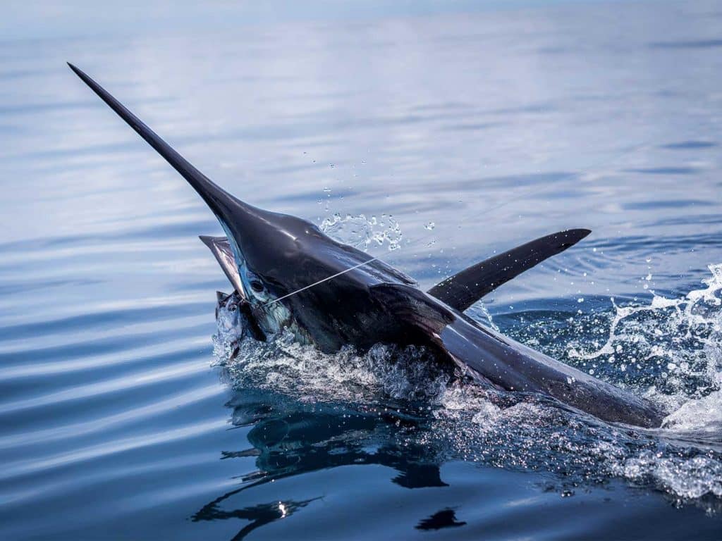 A large billfish breaking out of the surface of the water.