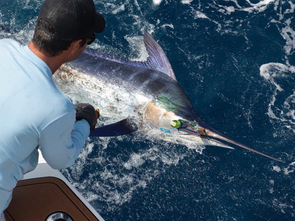 An angler pulling a large marlin boatside.