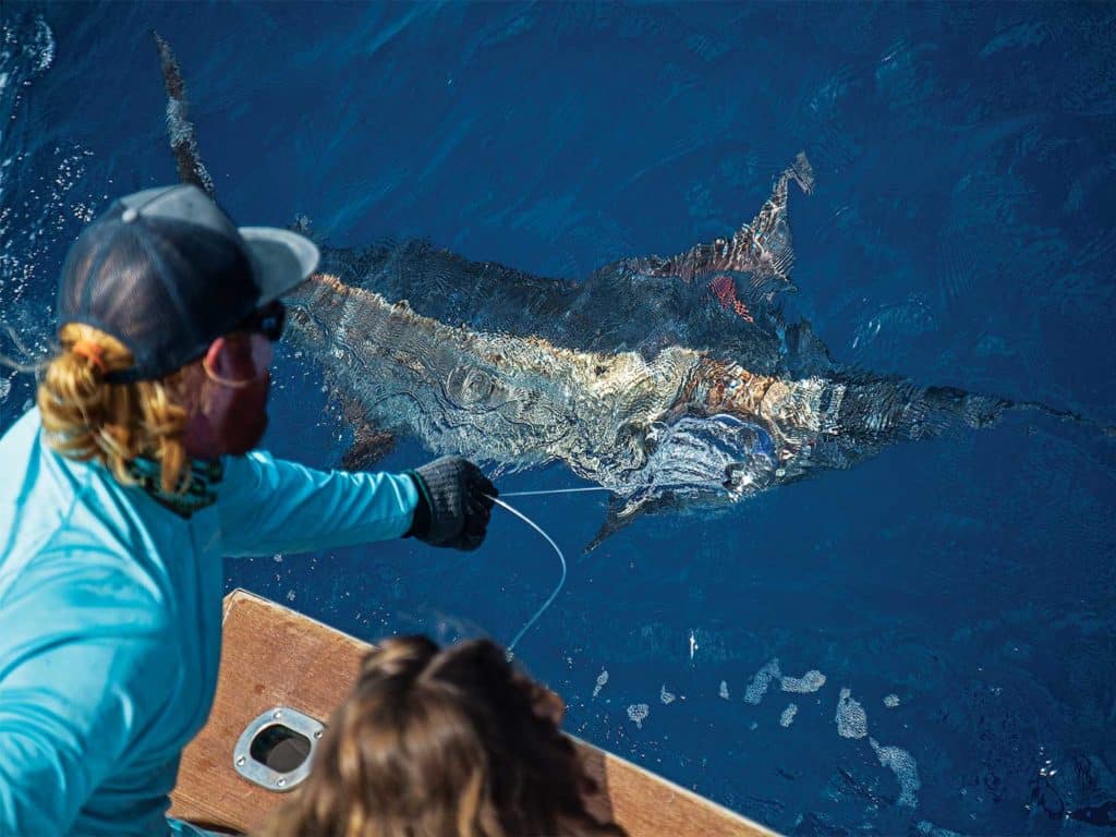 A crewmate pouring a blue marlin boatside.