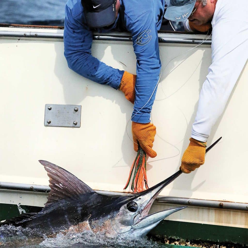 Two anglers releasing a marlin.