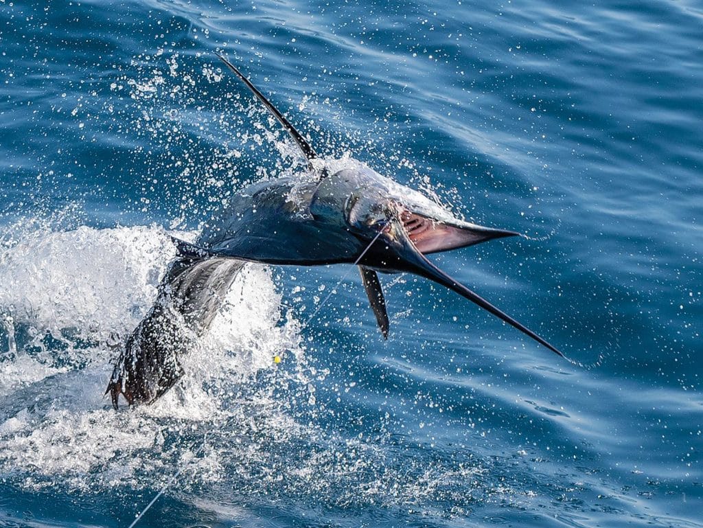 A large Pacific sailfish breaking out of the ocean.