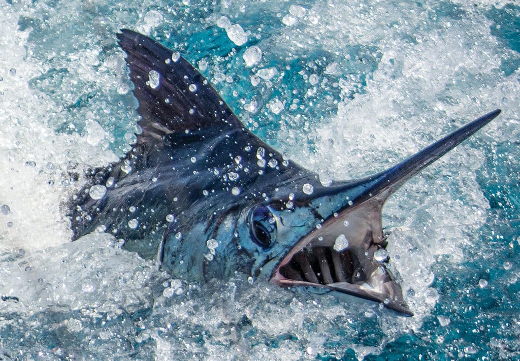 A large marlin splashing in the water.