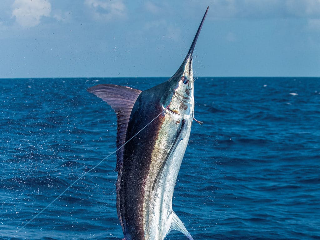 A blue marlin on the leader in the air.