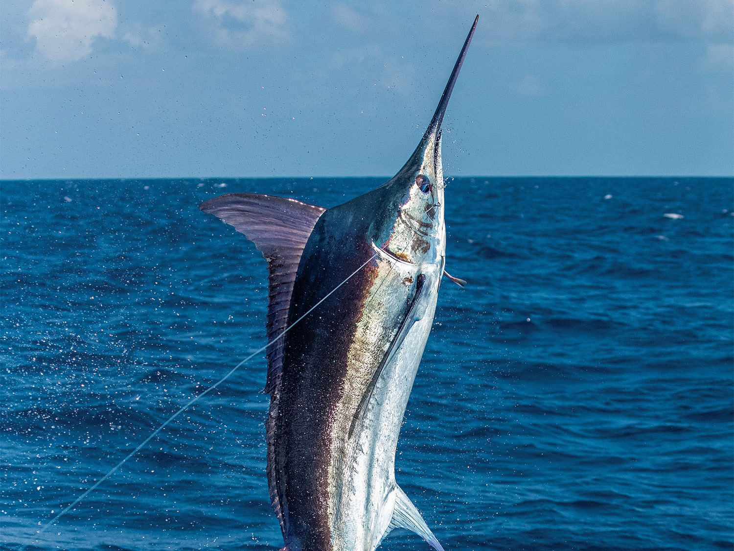 The History and Evolution of Texas Marlin Fishing