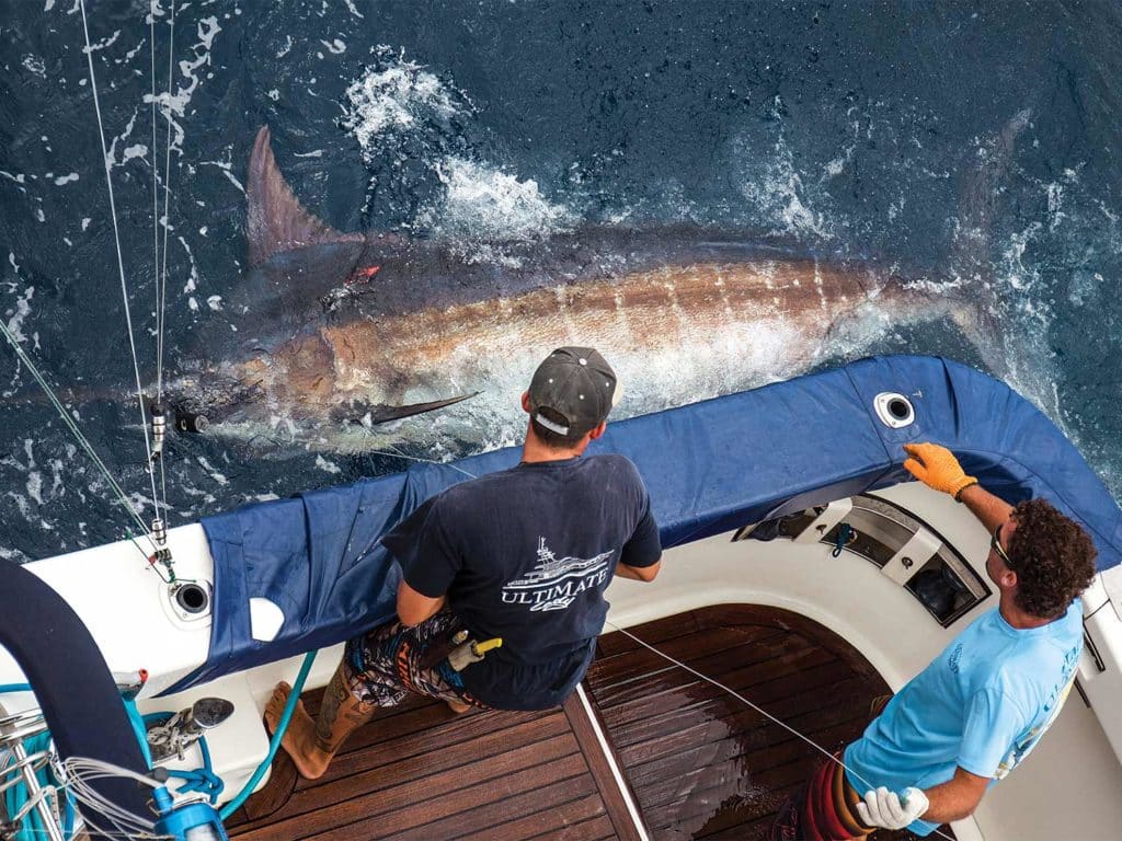 A crew pulls a giant blue marlin boatside.