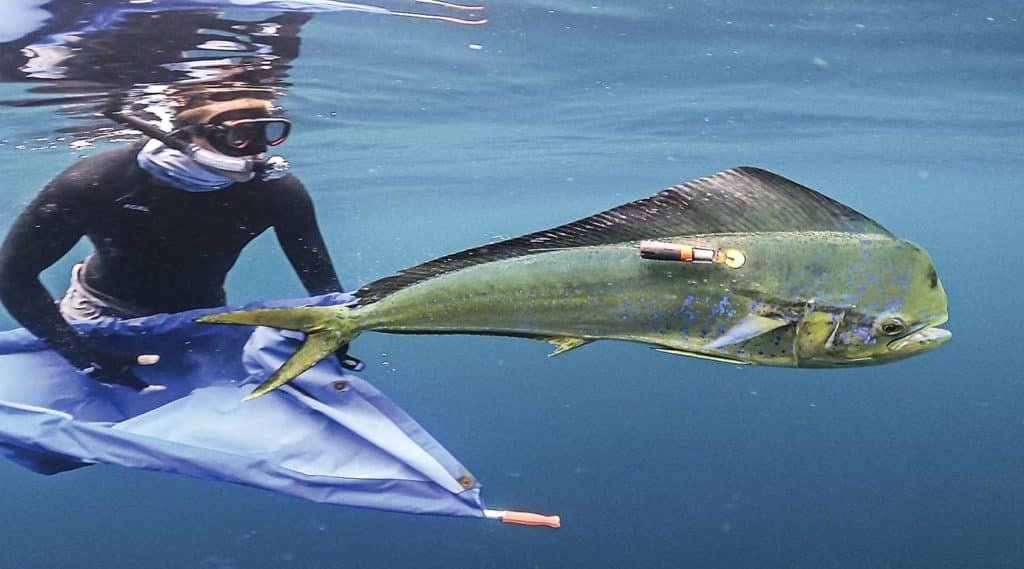 A underwater scuba diver tagging a mahi mahi dolphinfish