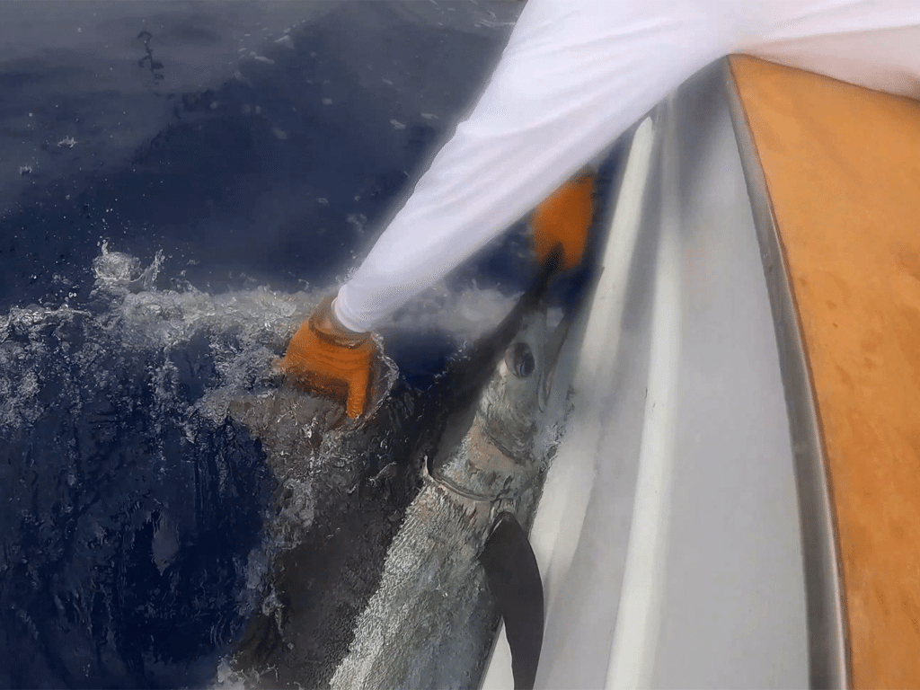 A crewmate pulling a small marlin boatside.