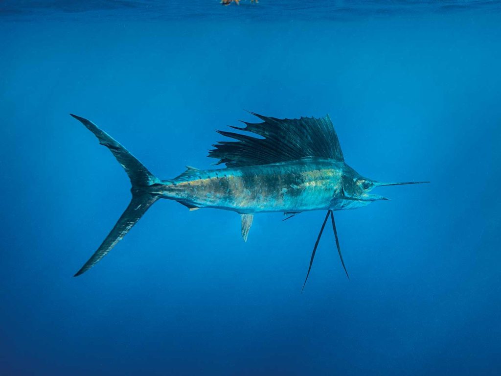 A sailfish swimming underwater.