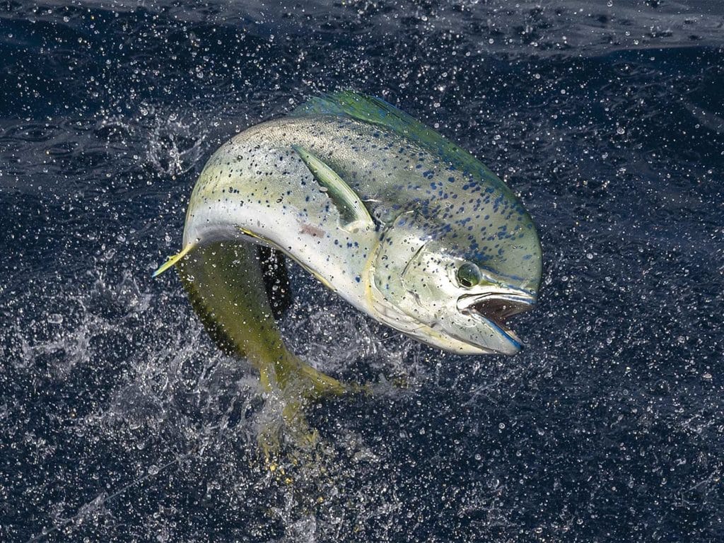 A dolphinfish breaking the surface of the water.