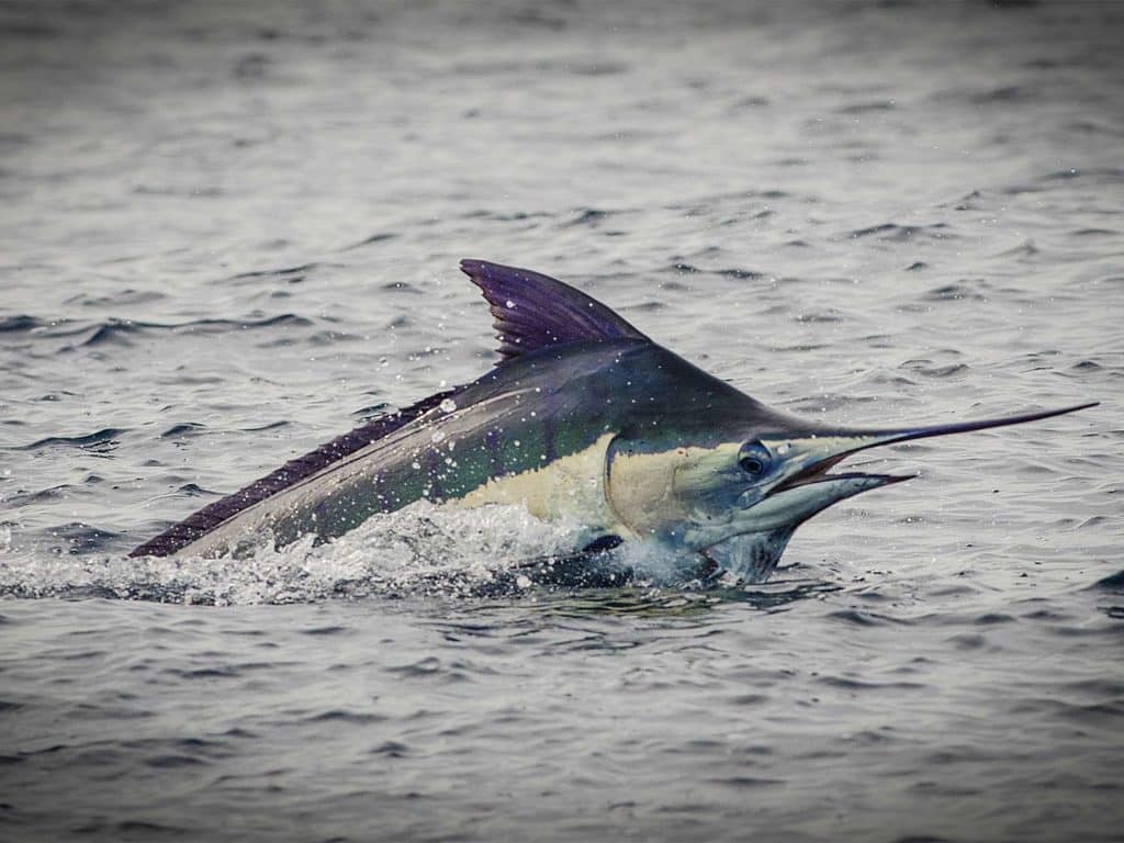 A large blue marlin breaks the surface of the ocean.