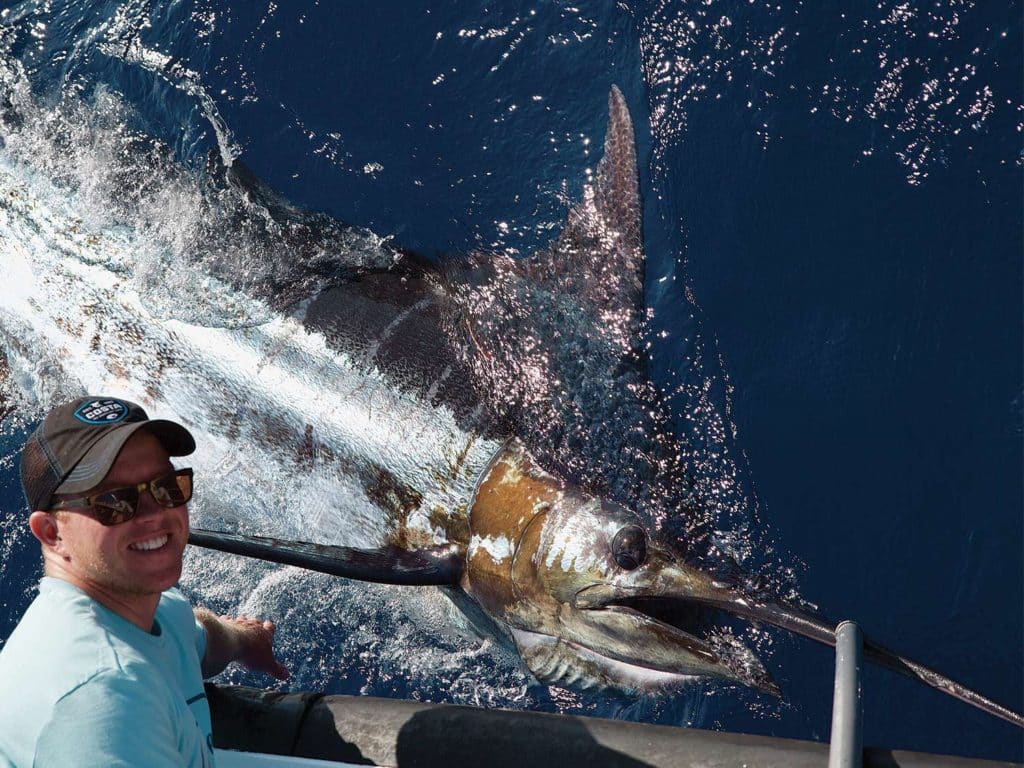 A crewmate pulls a large blue marlin boatside.