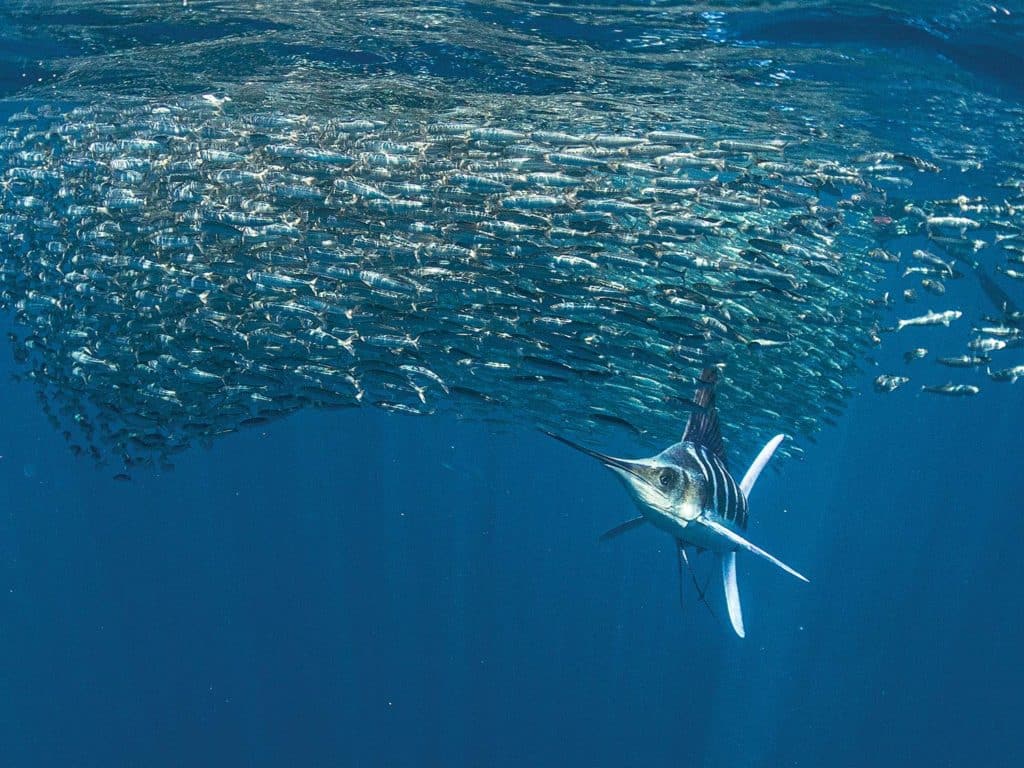 A large billfish swimming near a baitball.