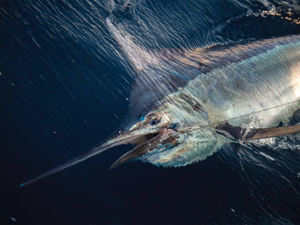 A large blue marlin beneath the surface of the ocean.