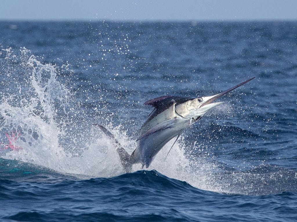 A large marlin breaking the surface of the ocean.