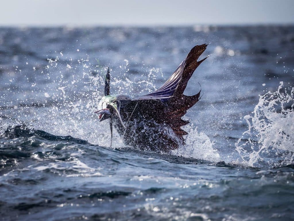 Large Pacific sailfish breaking the surface of the water.