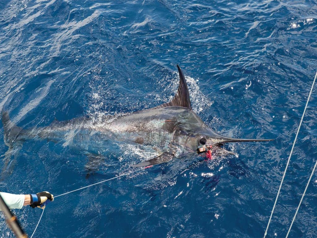 A large blue marlin on the leader of a fishing line.