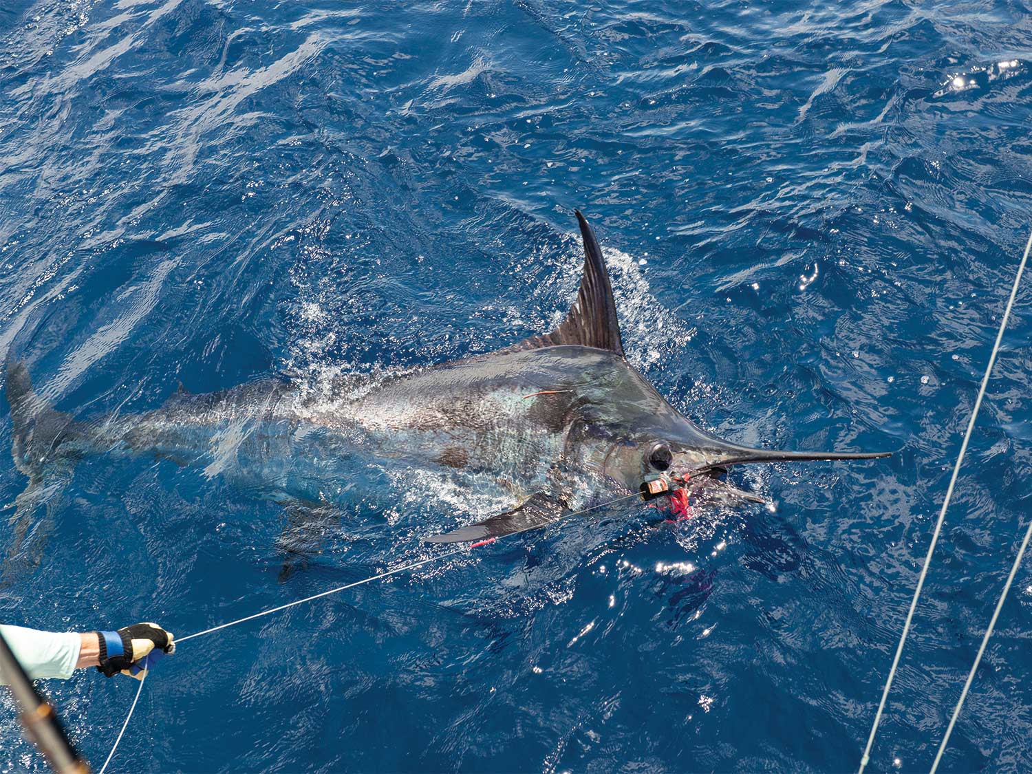 On the Hunt for Giant Blue Marlin in Madeira | Marlin
