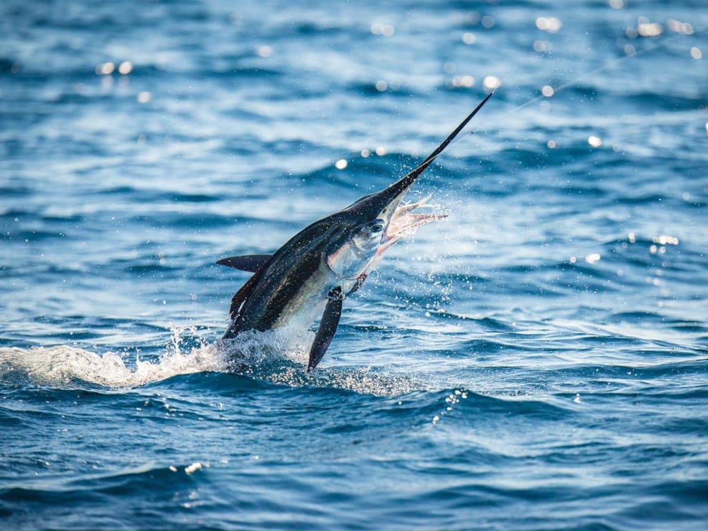 A large white marlin breaking the surface of the water.