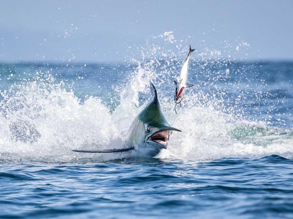 A large black marlin striking a leader.