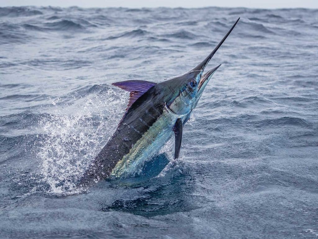 A large marlin breaking the surface of the ocean.