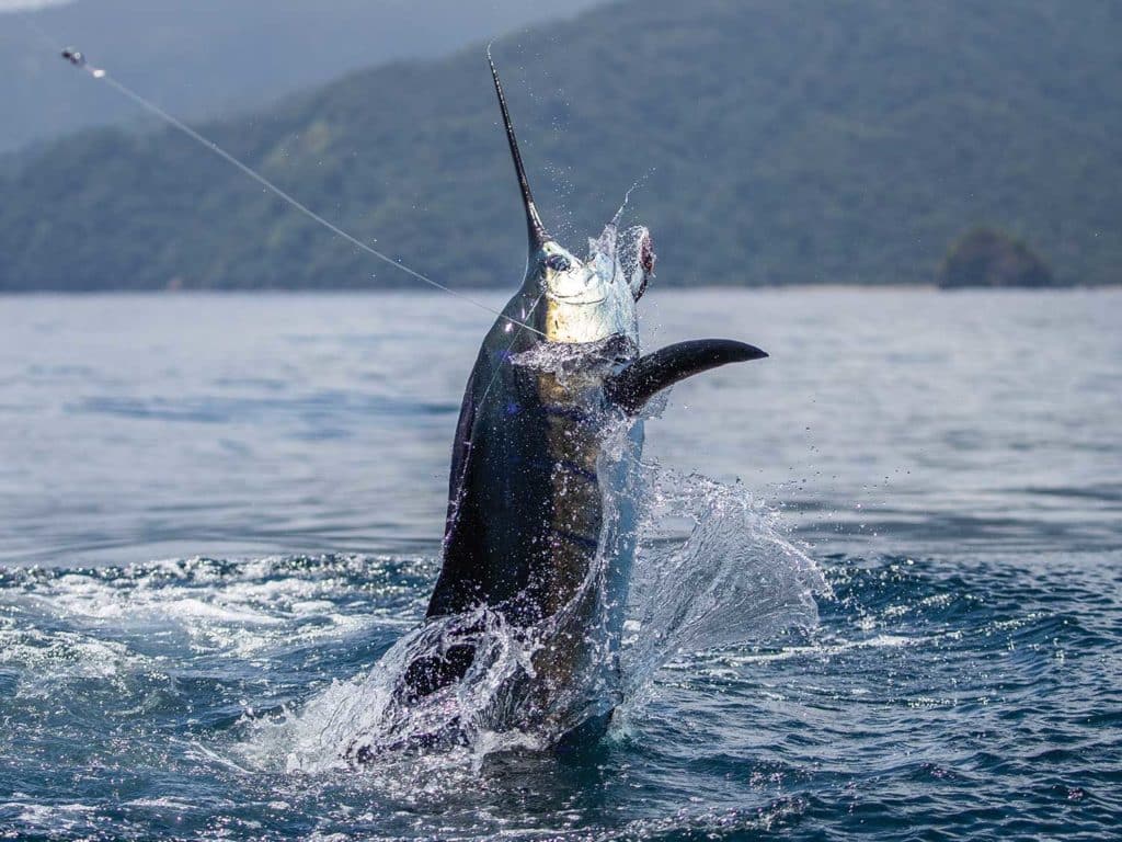 A large Pacific sailfish breaking the surface of the ocean.