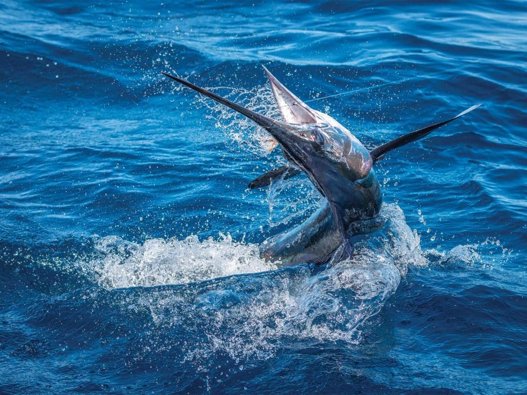 A large white marlin breaking the surface of the ocean.