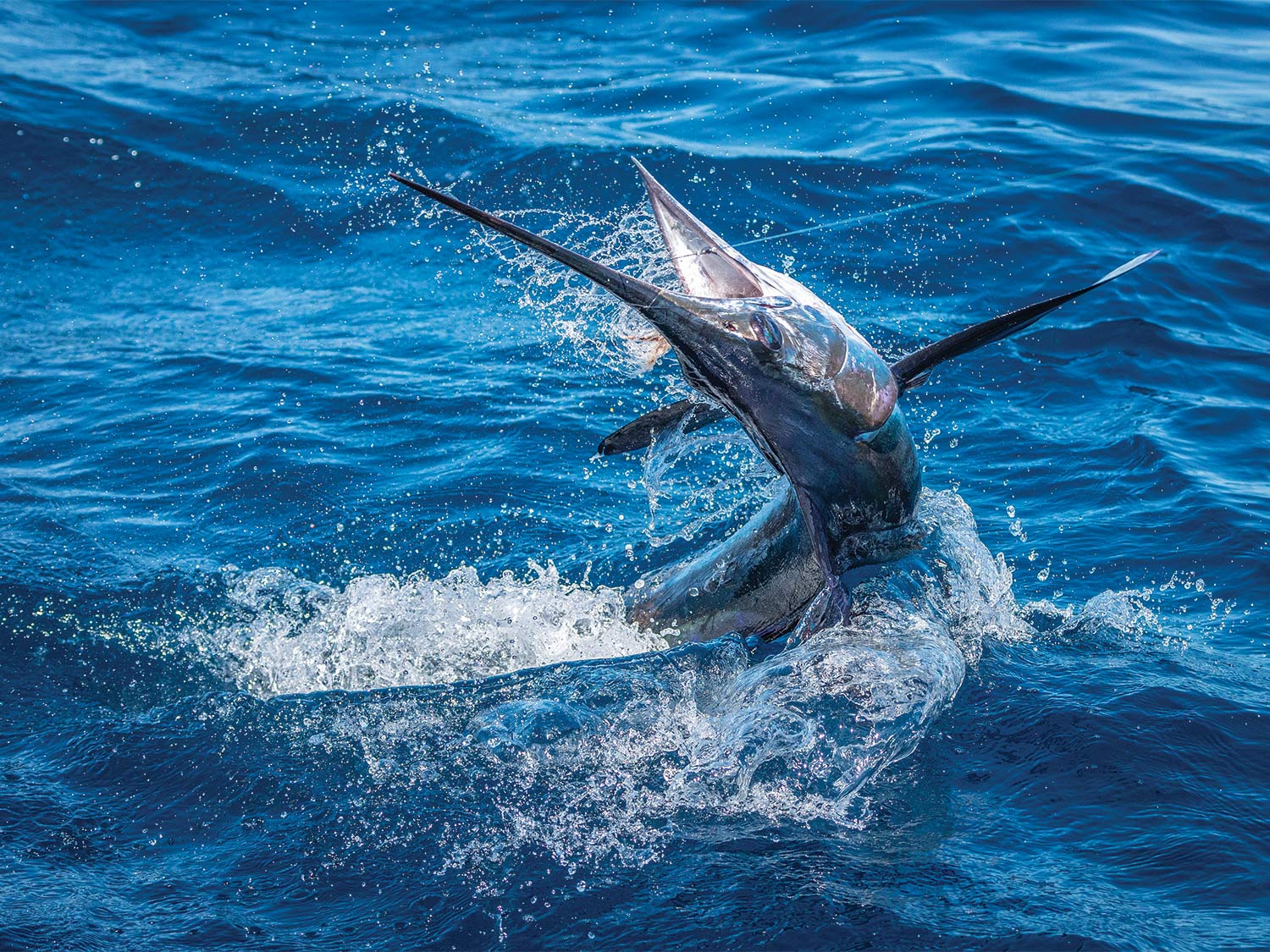 Morocco's Incredible White Marlin Marlin