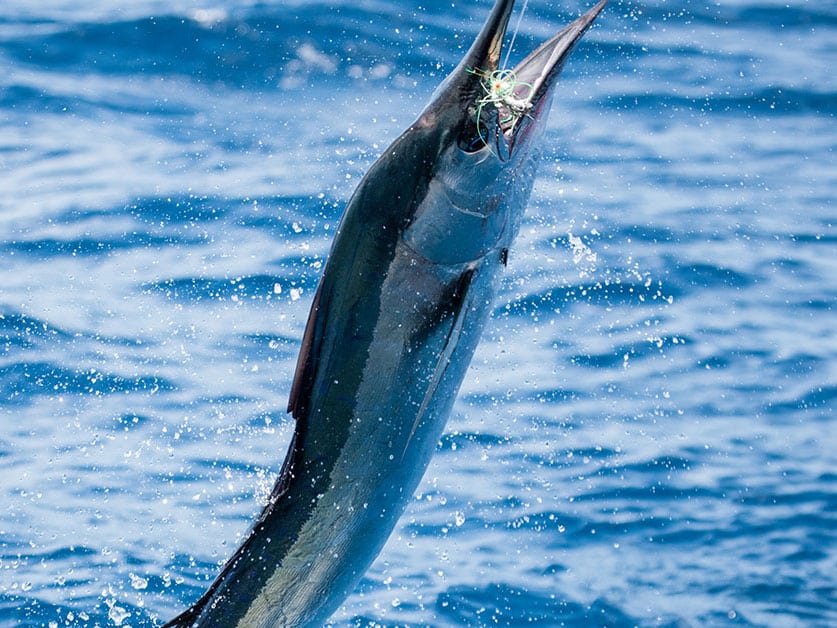 A marlin breaking the surface of the ocean.