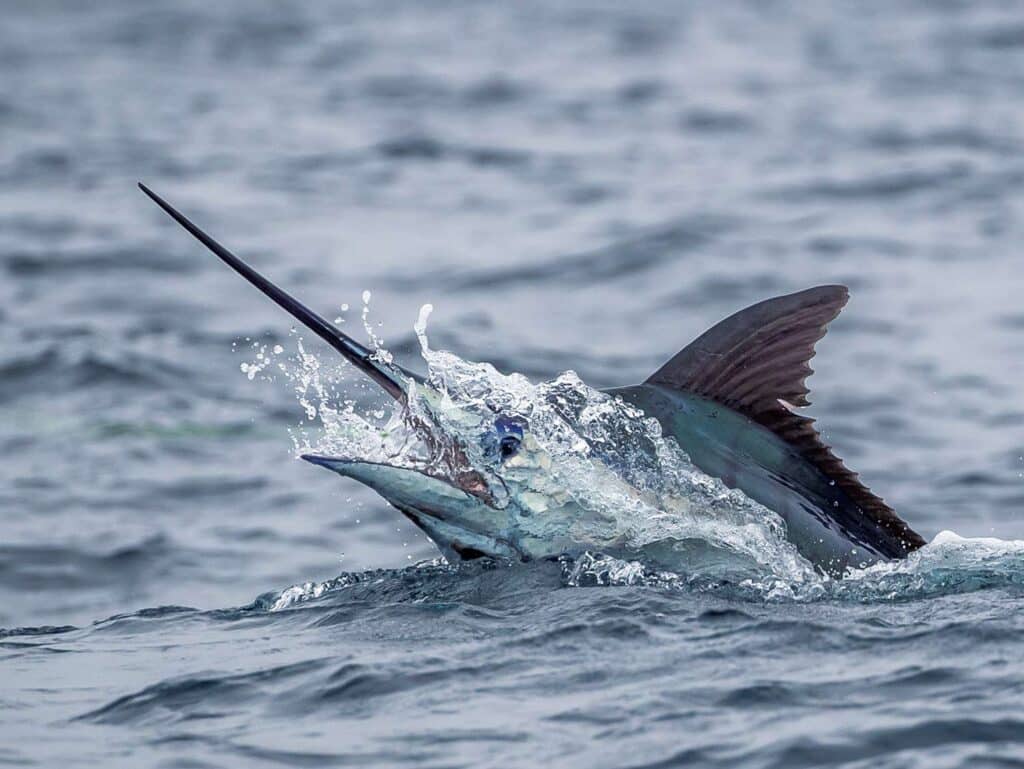 A blue marlin breaking the surface of the ocean.