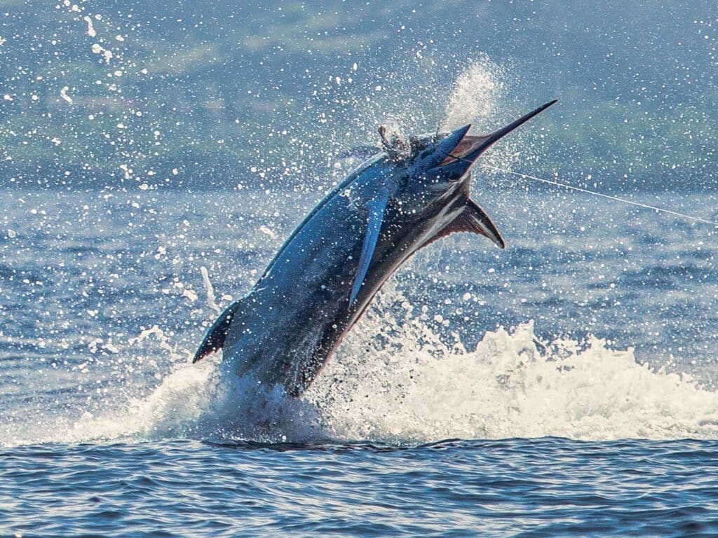 A large blue marlin breaks through the surface of the ocean.