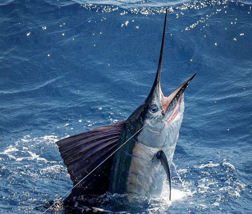 A large billfish breaking out of the surface of the ocean.