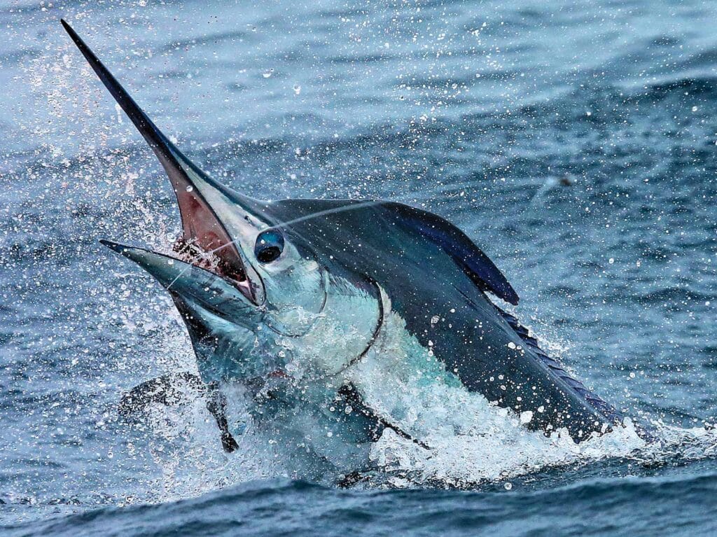 A large blue marlin breaking the surface of the ocean.