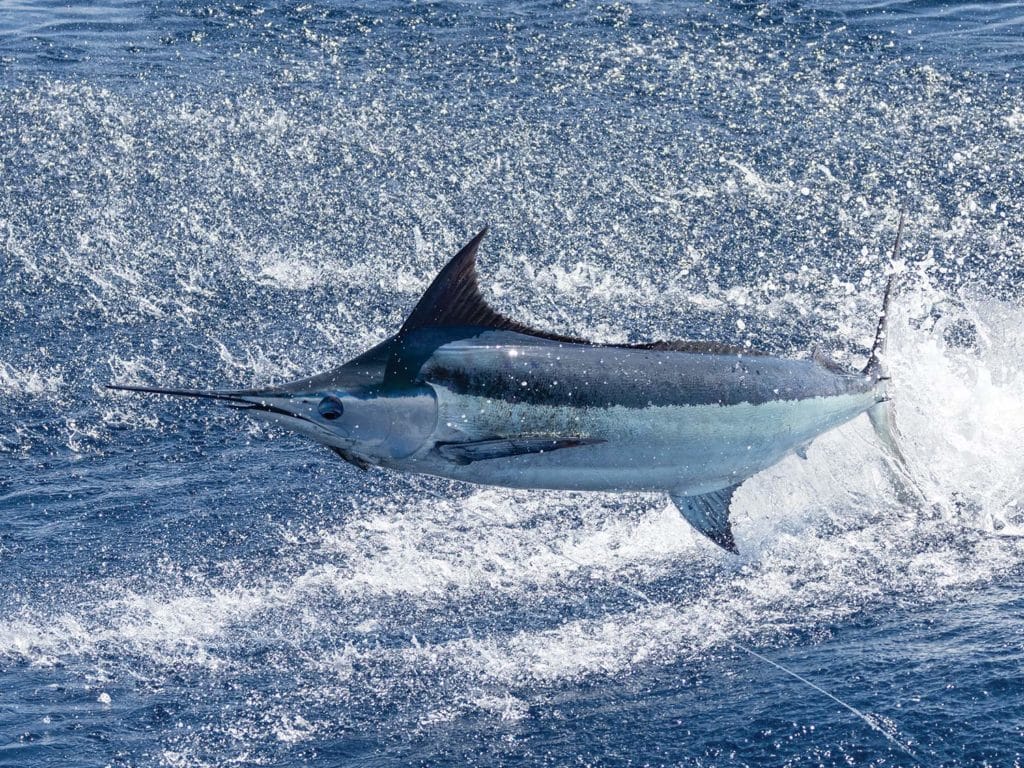 A large blue marlin breaking the surface of the ocean.