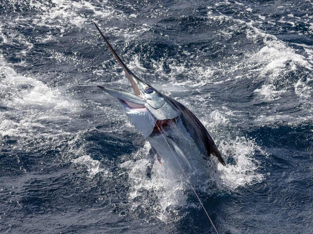 A large striped marlin breaking the surface of the rough waters of the ocean.