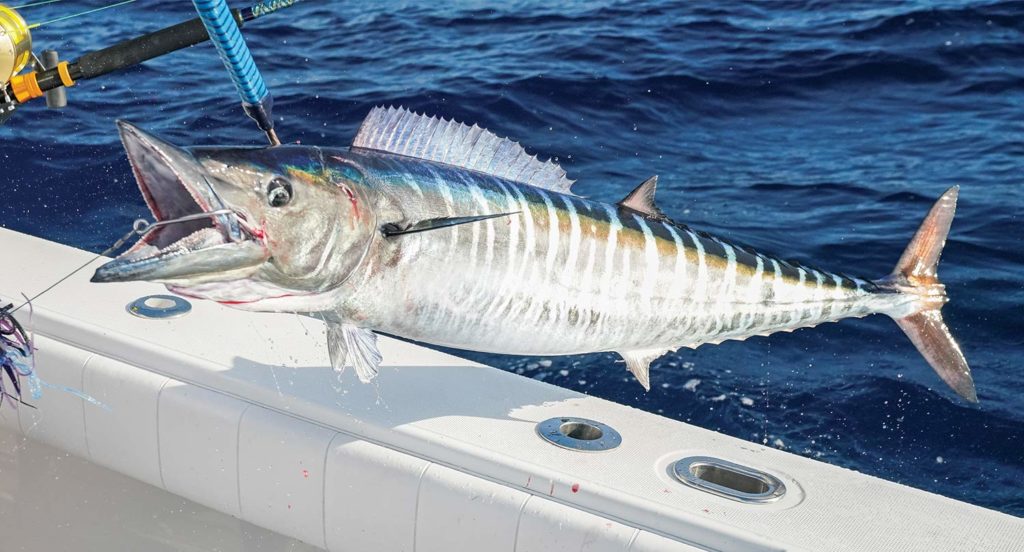 A large wahoo being pulled onboard.