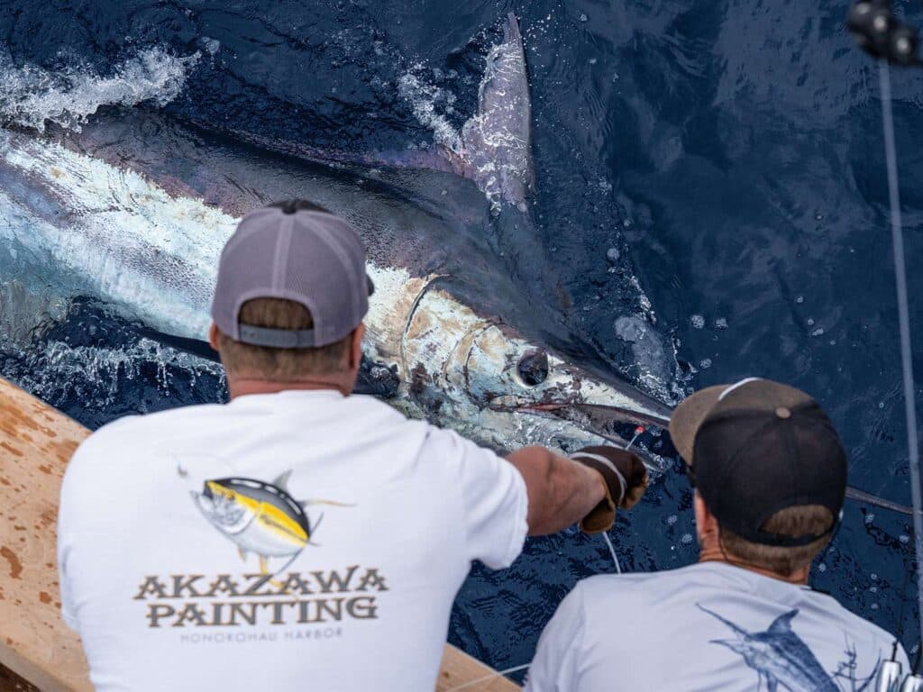 Two sport-fishers pulling a large blue marlin boatside.