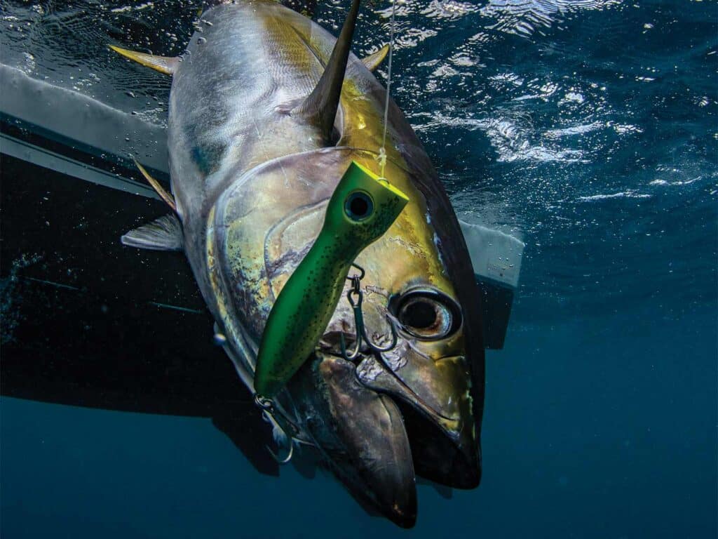 A bluefin tuna on the leader.