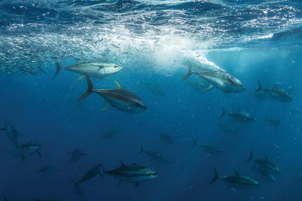 A school of tuna under the surface of the ocean.