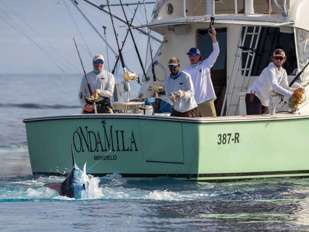 A sport fishing team off the coast of Cape Verde, reeling in a large Atlantic Blue Marlin.