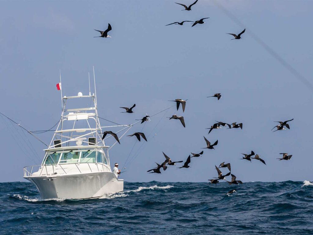 Birds swarming around a sport-fishing boat at sea.