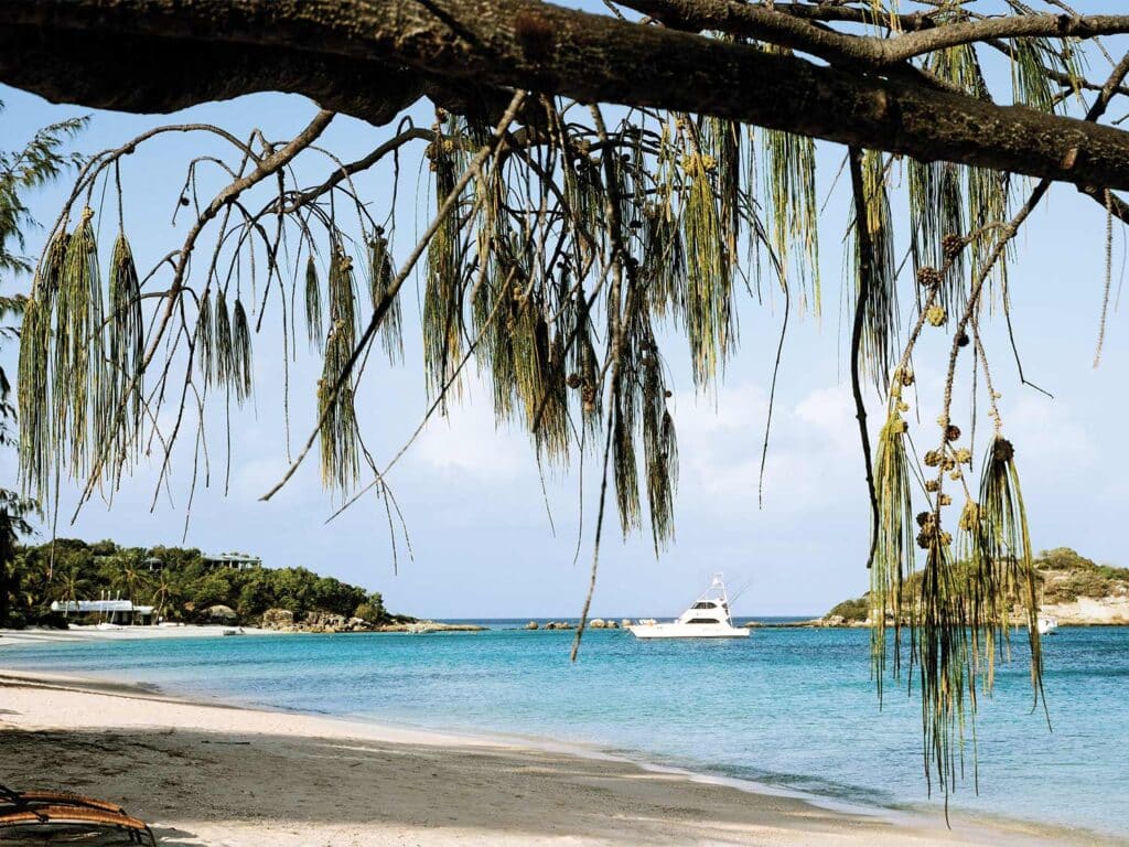 View of Lizard Island, Australia overhanging plants over the beach. A small yacht can be seen on the horizon.
