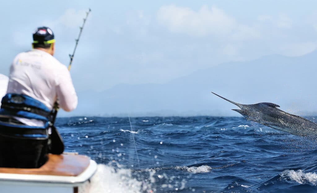 An angler reels in a large blue marlin on the leader.