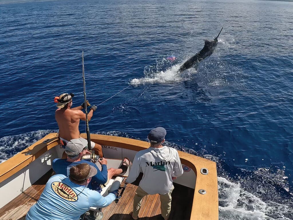 A Pacific blue marlin leaps out of the ocean.
