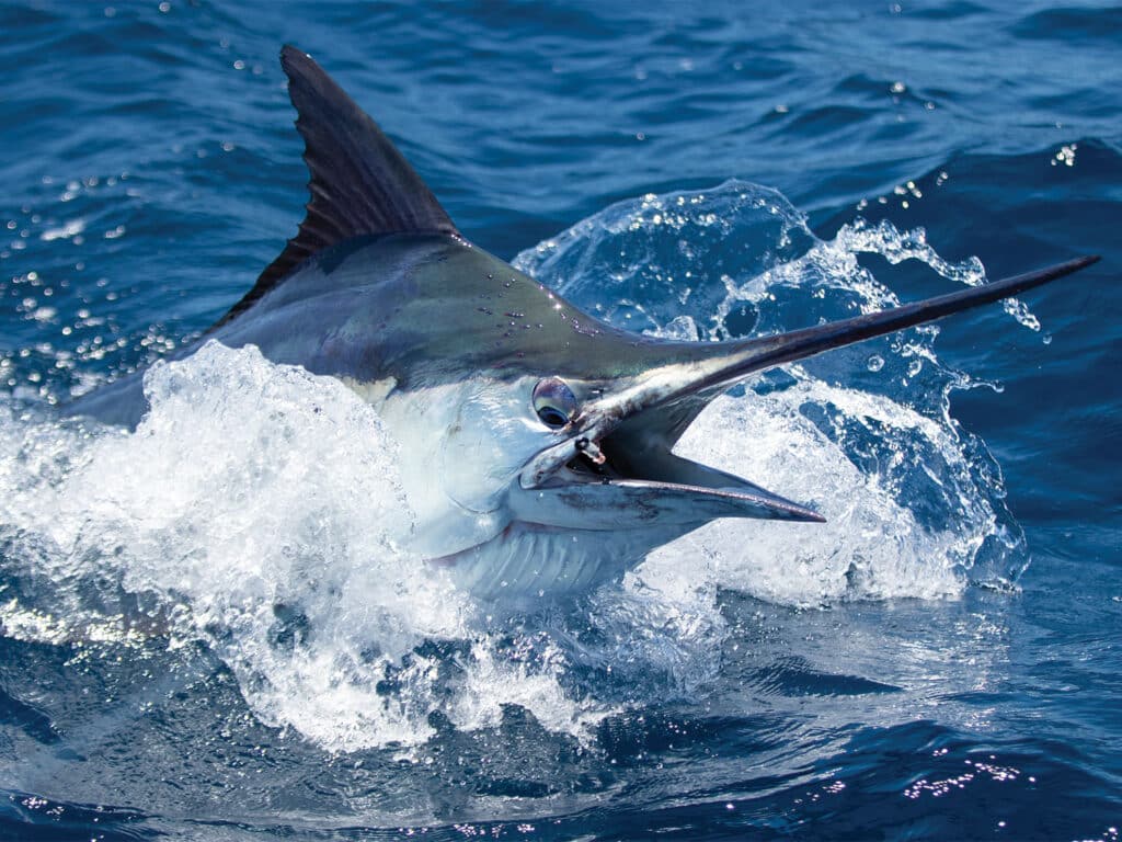 A large marlin breaking out of the ocean.
