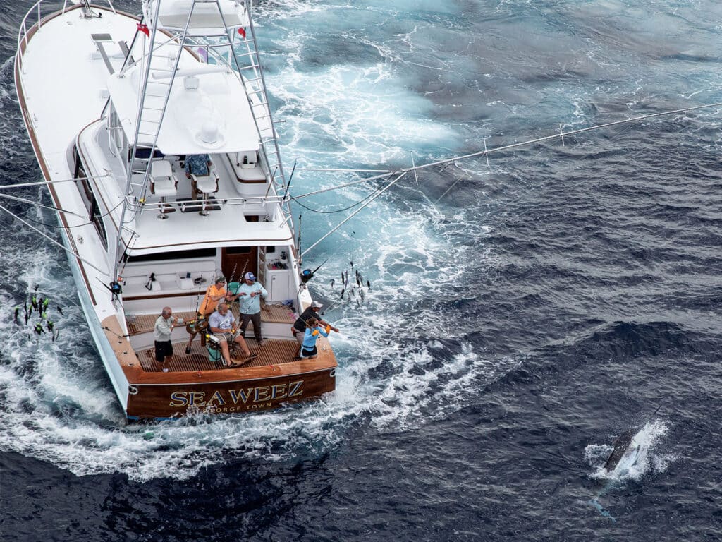 A crew fishing and reeling in marlin aboard the sport-fishing boat Sea Weez.