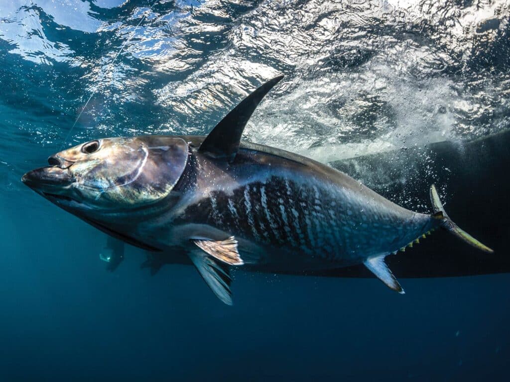 An underwater image of a bluefin tuna pulled boatside.