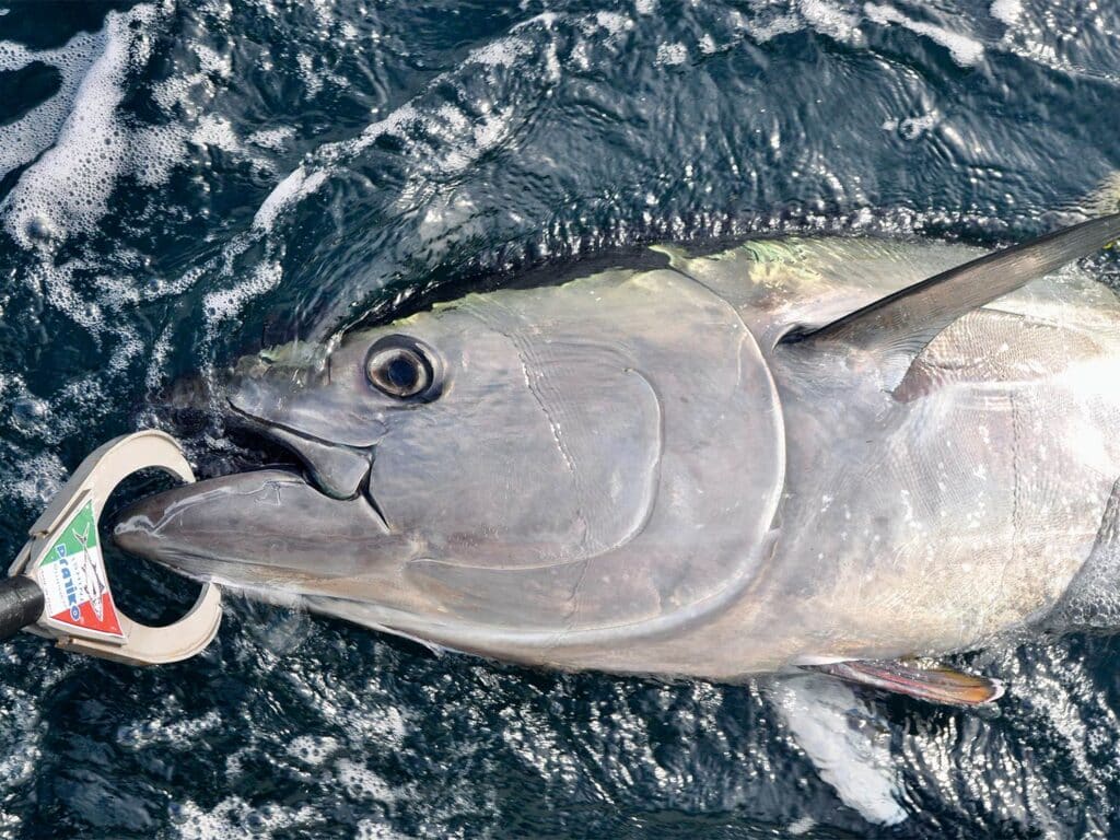 A bluefin tuna being pulled boatside and tagged for release.